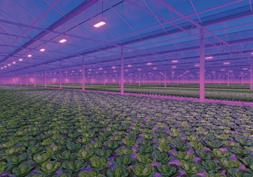 660nm Horticulture LED 3030 vs LED 3535: How To Choose?