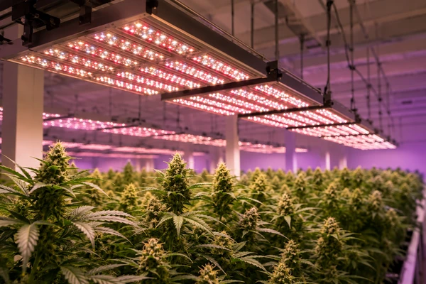 MMJ Grow Lights