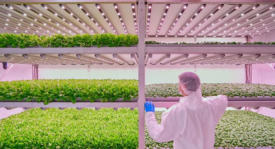 horticulture-lighting (3) (1).webp