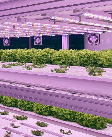 horticulture-lighting (20).webp