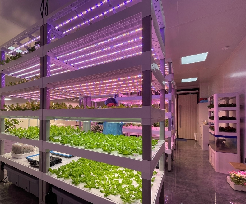 1766556154417756.jpg ledestar (5).jpg