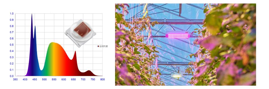 730nm horticulture.jpg